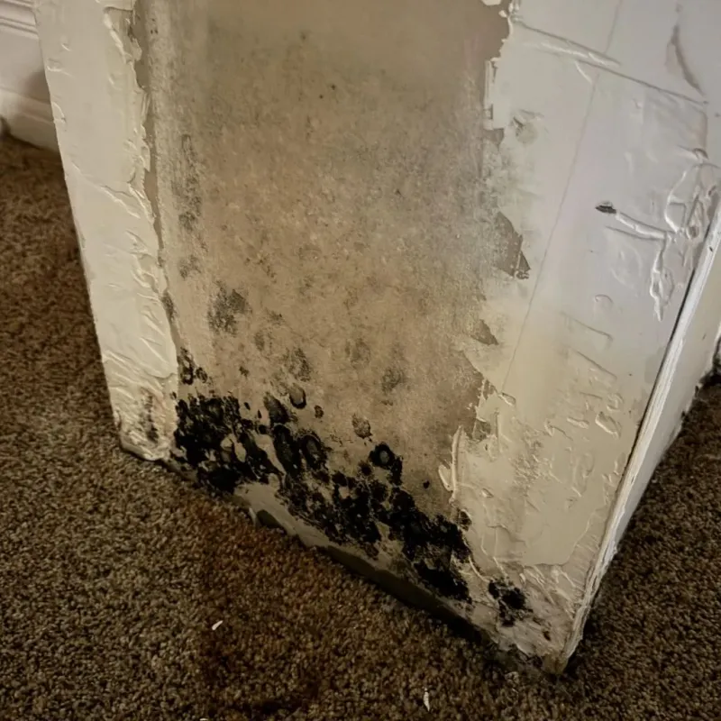Professional Mold Removal in Grandview, IL